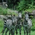 Full Zebras Africa Mia 1